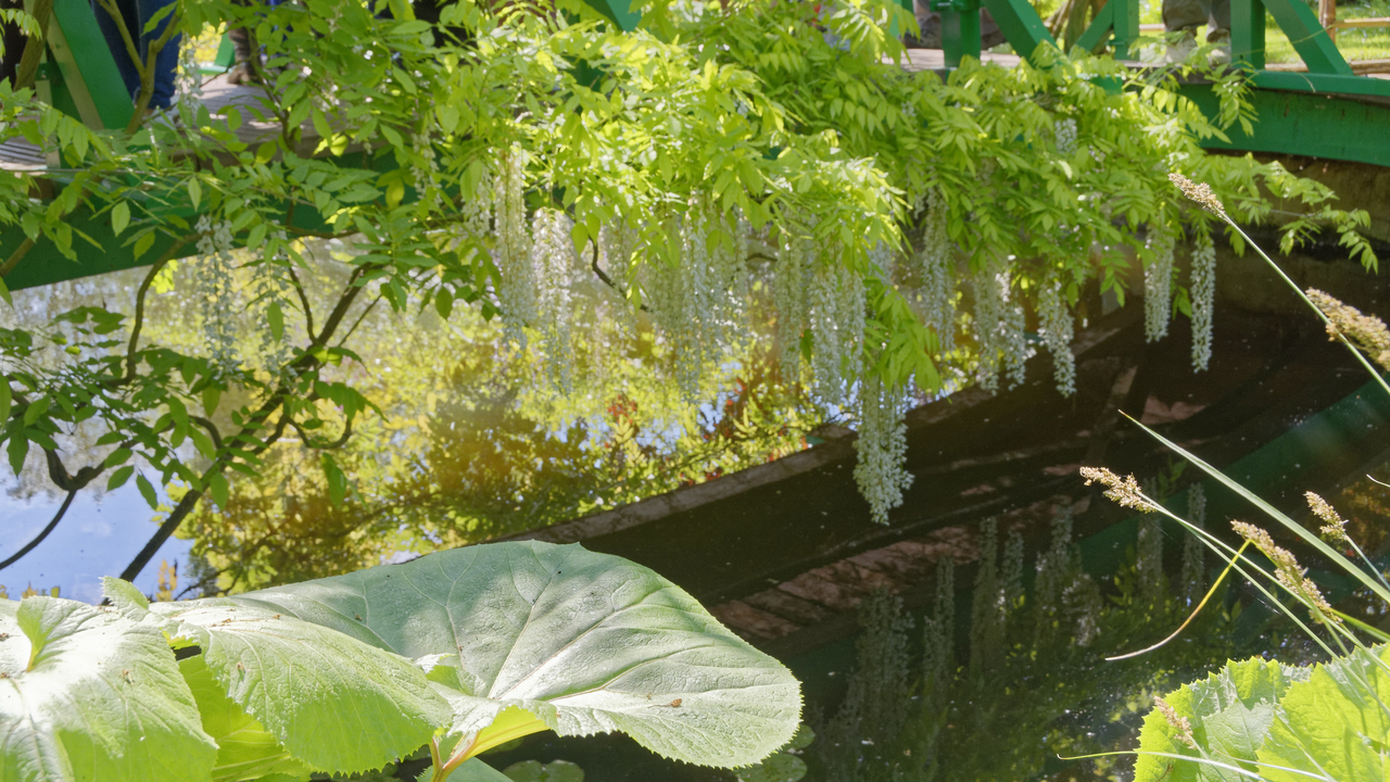 20190529-110912•Giverny (Jardin de Monet)•Limetz-Villez•Ile-de-France•France